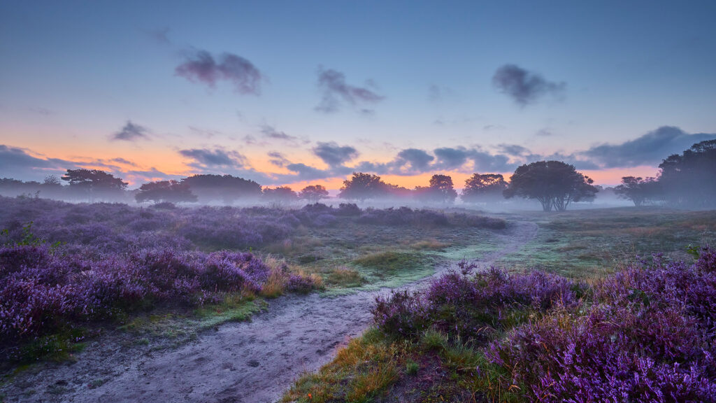 Image of de Hoge Veluwe